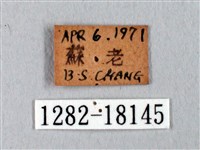 臺灣瑟弄蝶藏品圖，第3張
