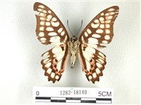 木蘭青鳳蝶藏品圖，第2張