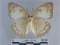 遷粉蝶、淡黃蝶藏品圖，第2張