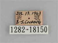 遷粉蝶、淡黃蝶藏品圖，第3張