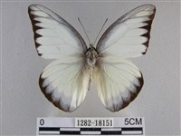 異色尖粉蝶藏品圖，第1張