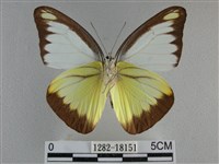 異色尖粉蝶藏品圖，第2張