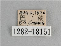 異色尖粉蝶藏品圖，第3張