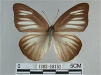 異色尖粉蝶藏品圖，第1張