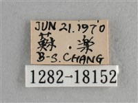 異色尖粉蝶藏品圖，第3張