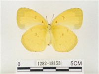 島嶼黃蝶、江崎黃蝶藏品圖，第2張