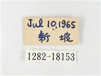 島嶼黃蝶、江崎黃蝶藏品圖，第3張