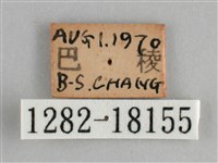 臺灣環蛺蝶藏品圖，第3張