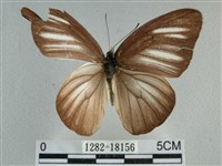 異色尖粉蝶藏品圖，第1張