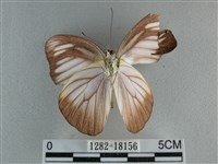 異色尖粉蝶藏品圖，第2張