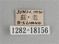 異色尖粉蝶藏品圖，第3張