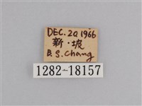 樺斑蝶藏品圖，第3張