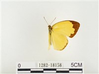 島嶼黃蝶、江崎黃蝶藏品圖，第1張
