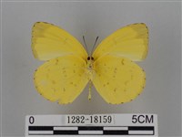 亮色黃蝶藏品圖，第2張