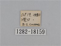 亮色黃蝶藏品圖，第3張