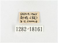 島嶼黃蝶、江崎黃蝶藏品圖，第3張