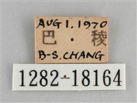 臺灣環蛺蝶藏品圖，第3張