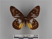 豔粉蝶藏品圖，第1張