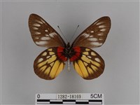 豔粉蝶藏品圖，第2張