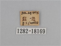 豔粉蝶藏品圖，第3張