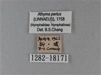 玄珠帶蛺蝶藏品圖，第3張