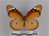 樺斑蝶藏品圖，第2張