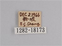 樺斑蝶藏品圖，第3張
