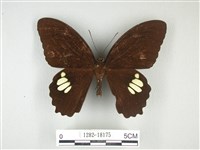 無尾白紋鳳蝶藏品圖，第1張