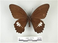 無尾白紋鳳蝶藏品圖，第2張