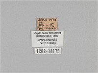 無尾白紋鳳蝶藏品圖，第3張