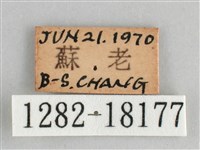 細帶環蛺蝶藏品圖，第3張