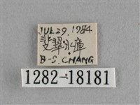 異色尖粉蝶藏品圖，第3張