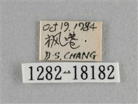 異色尖粉蝶藏品圖，第3張