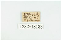 臺灣玄灰蝶藏品圖，第3張