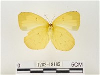 島嶼黃蝶、江崎黃蝶藏品圖，第2張