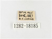 島嶼黃蝶、江崎黃蝶藏品圖，第3張