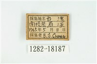 臺灣玄灰蝶藏品圖，第3張