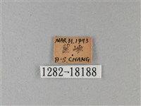 黑脈樺斑蝶藏品圖，第3張