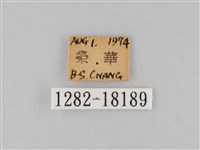 豆環蛺蝶藏品圖，第3張
