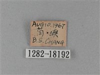大白斑蝶藏品圖，第3張