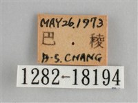 金鎧蛺蝶藏品圖，第3張