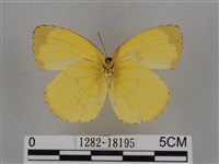 亮色黃蝶藏品圖，第2張