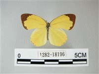 荷氏黃蝶藏品圖，第1張