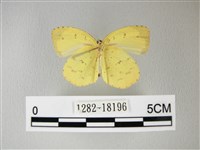 荷氏黃蝶藏品圖，第2張