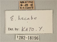 荷氏黃蝶藏品圖，第3張