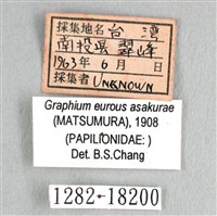 劍鳳蝶藏品圖，第3張