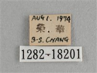 異色尖粉蝶藏品圖，第3張