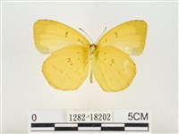 島嶼黃蝶、江崎黃蝶藏品圖，第2張