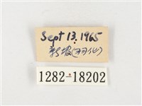 島嶼黃蝶、江崎黃蝶藏品圖，第3張