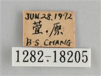 金鎧蛺蝶藏品圖，第3張